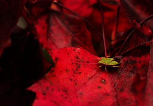 Wanze in rot