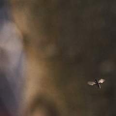 fly robin fly , ...
